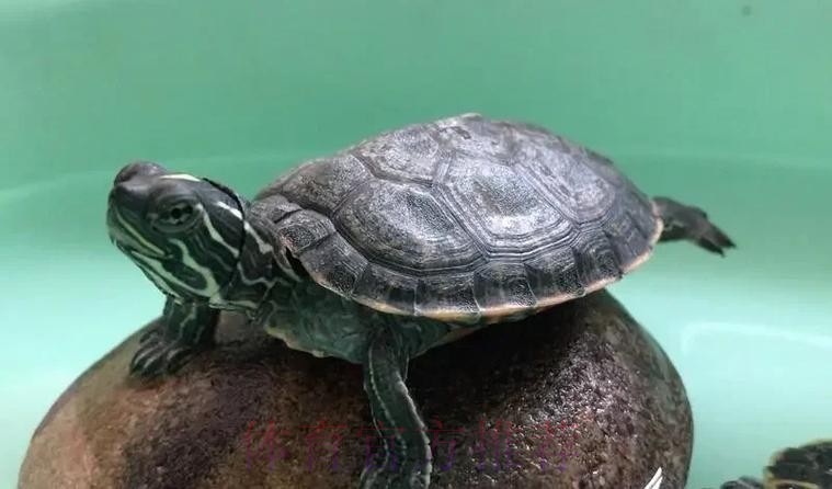 皇馬唔想老鼠「拉」龜